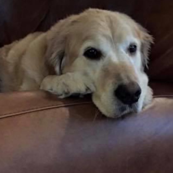 Meet your Posher, Amy - Picture 2 of 2